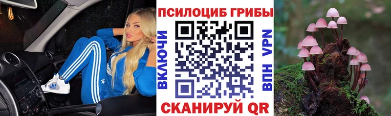 Купить где Ишим Псилоцибиновые грибы Psilocybe